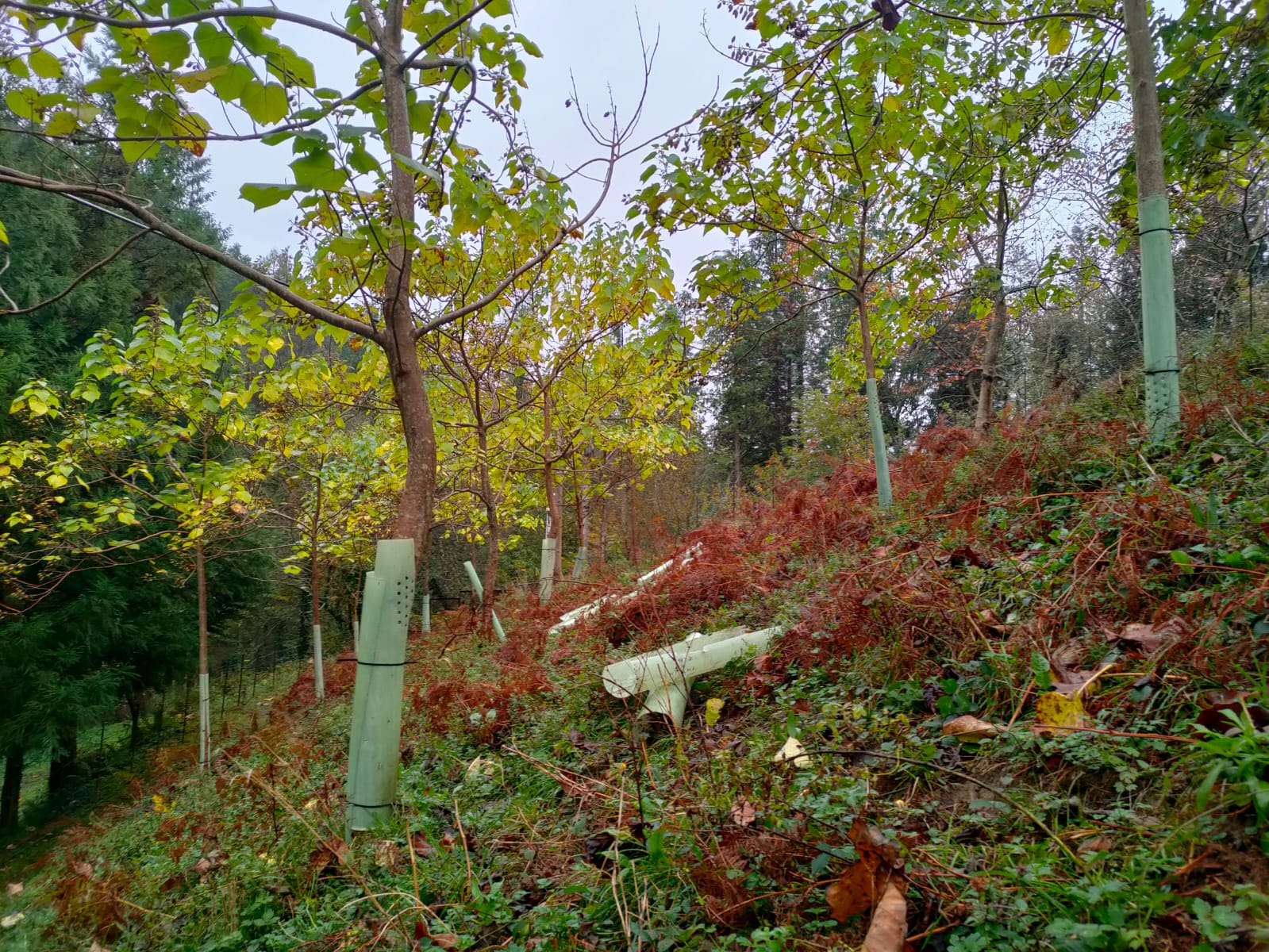 Imagen de WhatsApp 2024 11 18 a las 13.37.22 06a202cd