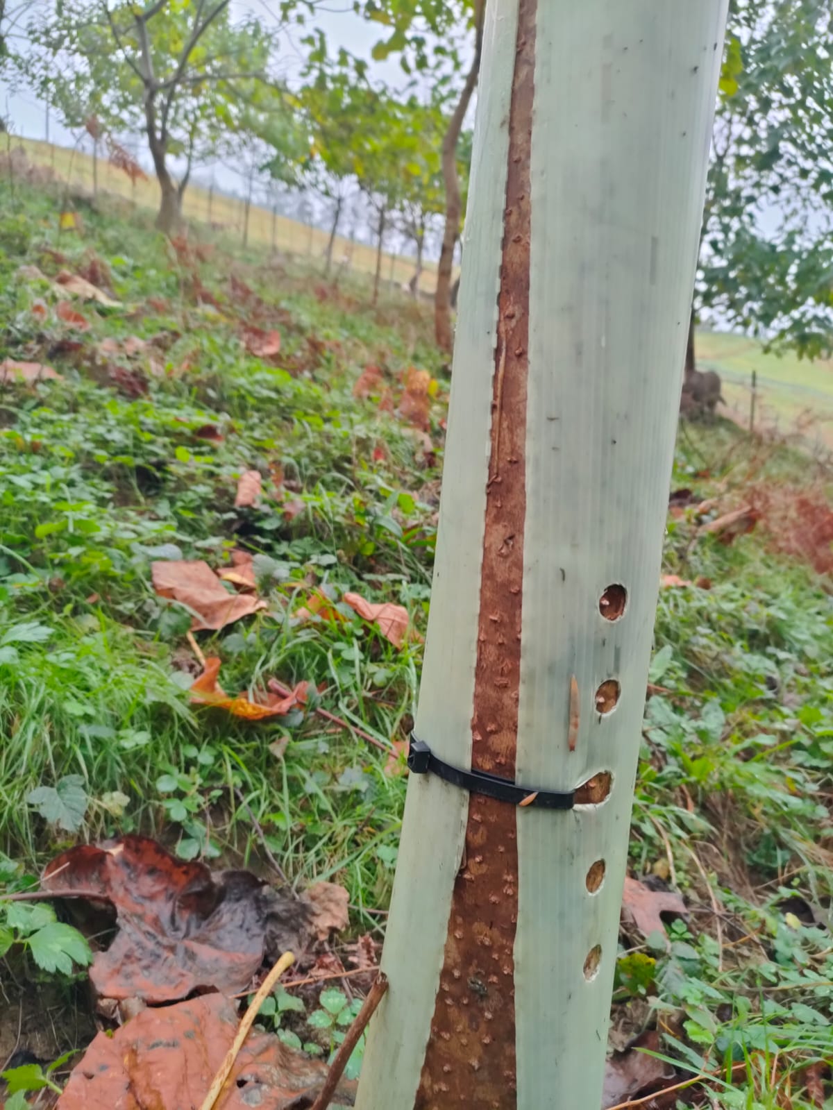 Imagen de WhatsApp 2024 11 18 a las 13.37.22 fd030086